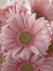 Pink Gerbera Bouquet